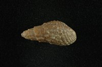 藏品(瘤蜷)的圖片